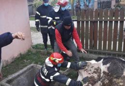 Intervenție cu „greutate” a pompierilor. Vacă salvată dintr-un cămin de apă - FOTO