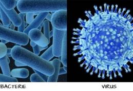 Diferențele dintre viruși și bacterii