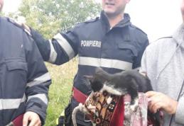 Pisică salvată de pompierii din Dorohoi după ce a căzut într-o fântână adâncă de 13 metri – FOTO