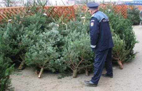 Brazi de Crăciun confiscați de polițiști