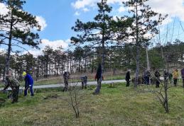 Primăria Dorohoi anunță o nouă acțiune de plantare a arborilor