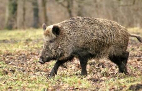 Botoșani: Virusul Pestei Porcine Africane depistat la un număr de 11 mistreți găsiți morți pe un fond de vânătoare din județ