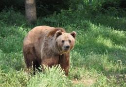 Ursul brun recucerește România! Două exemplare au ajuns în Lunca Prutului, județul Botoșani