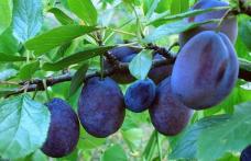 Cum putem folosi prunele în tulburările digestive