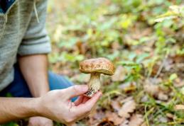 Cum recunoaștem și cum evităm intoxicațiile cu ciuperci