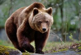 Guvernul a adoptat ordonanța de urgență prin care urșii agresivi pot fi împușcați