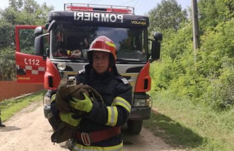 Acțiune inedită a pompierilor dorohoieni: Pui de barză salvat după ce s-a rănit la un picior - FOTO