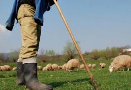 Soți botoșăneni ajunși la spital după ce au fost luați la bătaie pe un câmp de trei ciobani