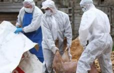 Pesta porcină africană a fost confirmată într-o exploatație din județul Botoșani