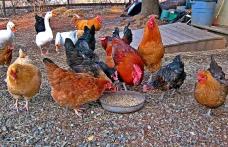 Primăria Dorohoi: Avertisment privind apariția unor focare de gripă aviară