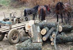 Hoți de lemne depistați în flagrant sâmbătă seară într-o pădure de pe raza comunei Ibănești