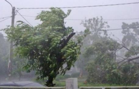 Furtuna a făcut ravagii în Iași și Neamț. Copaci căzuţi pe şosele, localităţi fără curent electric şi circulaţie rutieră îngreunată