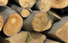 35 de metri cubi de material lemnos confiscat