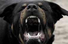 O femeie mușcată de un câine agresiv a solicitat sprijinul jandarmilor