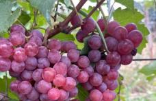 Vând struguri de vin, producție 2023