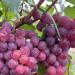 Vând struguri de vin, producție 2022