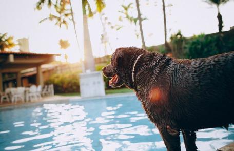 10 criterii pentru alegerea unui hotel care acceptă câini