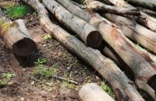 Amendă și 4 metri cubi de lemne fără documente, confiscate de polițiști de la o firmă din Lunca