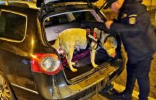Botoșani: Acțiune a polițiștilor rutieri împreună cu polițiști de frontieră, însoțiți de câine polițist