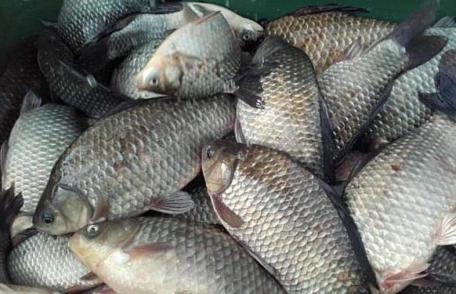 Peste 40 de kilograme de pește confiscate de polițiști