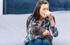 Vaccin împotriva alergiei la pisici