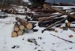 Acțiune a polițiștilor privind tăierile ilegale și comerțului ilicit de material lemnos