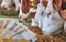 Bani pentru fermieri: Crescătorii de vaci de lapte și taurine vor primi o subvenție de 100 de euro pentru fiecare animal