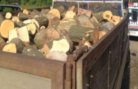 Peste 11 metri cubi de material lemnos fără documente, confiscat la Mihăileni