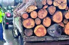 Peste 6 metri cubi de material lemnos confiscat