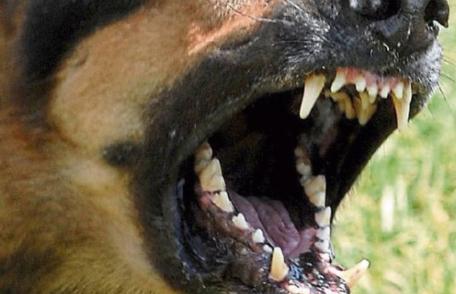 Copil de zece ani atacat de câini pe o stradă din Botoșani! Acesta a ajuns la spital
