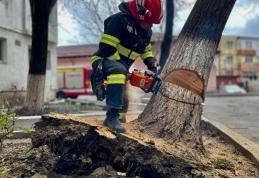 Un copac scos din rădăcini de vântul puternic punea în pericol siguranța oamenilor - FOTO
