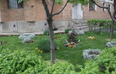 Cei care plantează flori sau copaci pe spațiile verzi din jurul blocurilor riscă amenzi! Ce autorizație trebuie să ceară