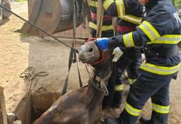 Dorohoi: Cal salvat de pompieri după ce a căzut într-o groapă