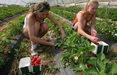 75 locuri de muncă pentru lucrători în agricultură în Danemarca