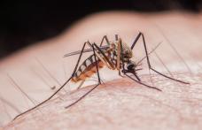 Țânțarii pot transmite boli grave