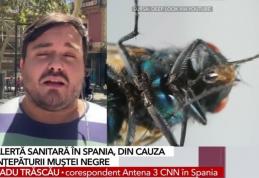 Alertă sanitară în Spania. Tot mai mulți oameni ajung la spital din cauza rănilor provocate de înțepătura de muscă neagră