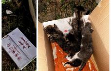 Botoșănean amendat de poliție pentru că a abandonat patru pui de pisică