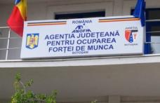 Peste 2500 de persoane angajate prin intermediul AJOFM Botoșani până la sfârșitul lunii august