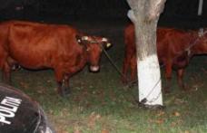 Hoți de animale, reținuți de poliție după ce au furat două vaci de pe câmp