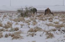Fenomen extrem de rar: a nins în deşertul Sahara