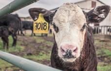 Fermierii nu vor mai primi subvenții pentru animalele cu crotalii mai vechi de 7 ani. Anunțul ministrului Agriculturii 