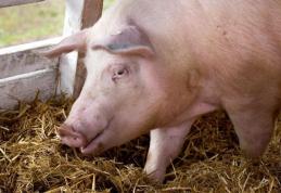 ANSVSA: Sacrificarea și comercializarea porcilor din gospodării nu va fi interzisă