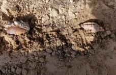 Muniție descoperită pe raza județului Botoșani, distrusă de specialiști