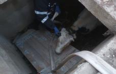 Misiune dificilă a pompierilor dorohoieni la Corlăteni. Aceștia au salvat o bovină care căzuse într-un beci – FOTO