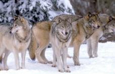 Caz inedit în judeţul Botoşani: Lupii îşi fac din nou apariţia în zonele locuite