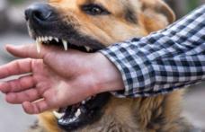 Bărbat atacat de un câine pe o stradă din Botoșani. Proprietarul câinelui agresiv a mai fost atenționat de jandarmi