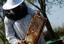 Guvernul României a aprobat acordarea unui ajutor de stat pentru apicultori