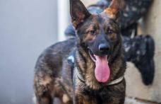 Eroul zilei, Mara - câinele polițist