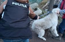 Acțiune a polițiștilor privind protecția animalelor și deținerea câinilor periculoși sau agresivi