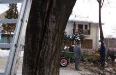 Municipalitatea a început tăierea arborilor crăpaţi de ger 